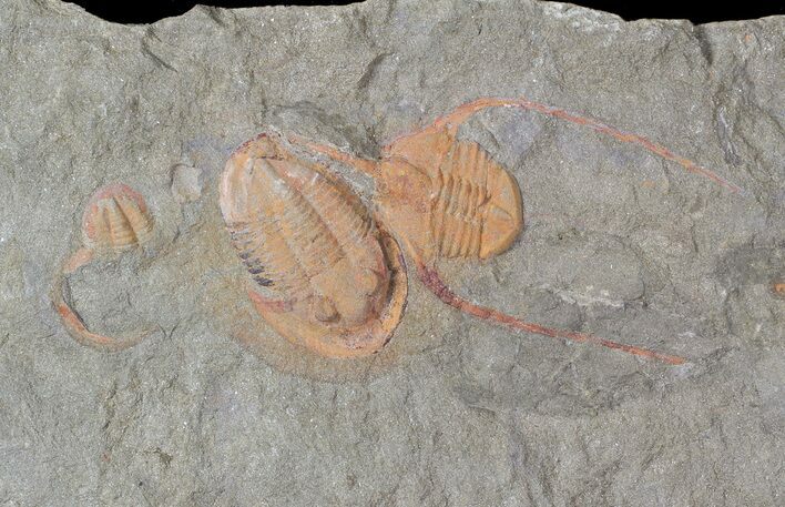 Two Lonchodomas & Two Asaphellus Trilobites - Morocco #62662